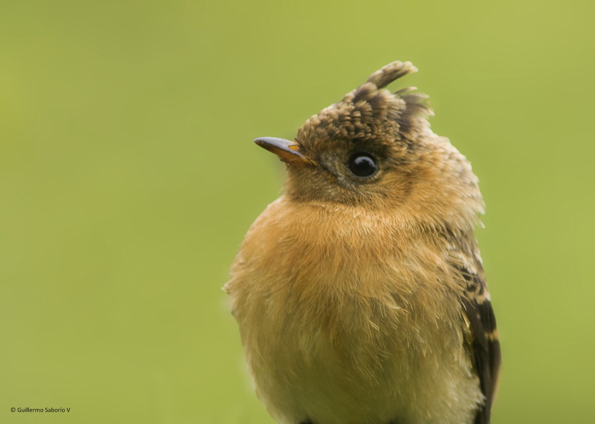 Tufted Flycatcher - ML64461251