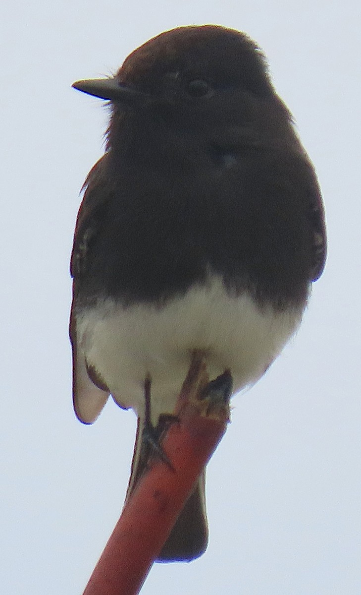 svartfibi - ML644612512