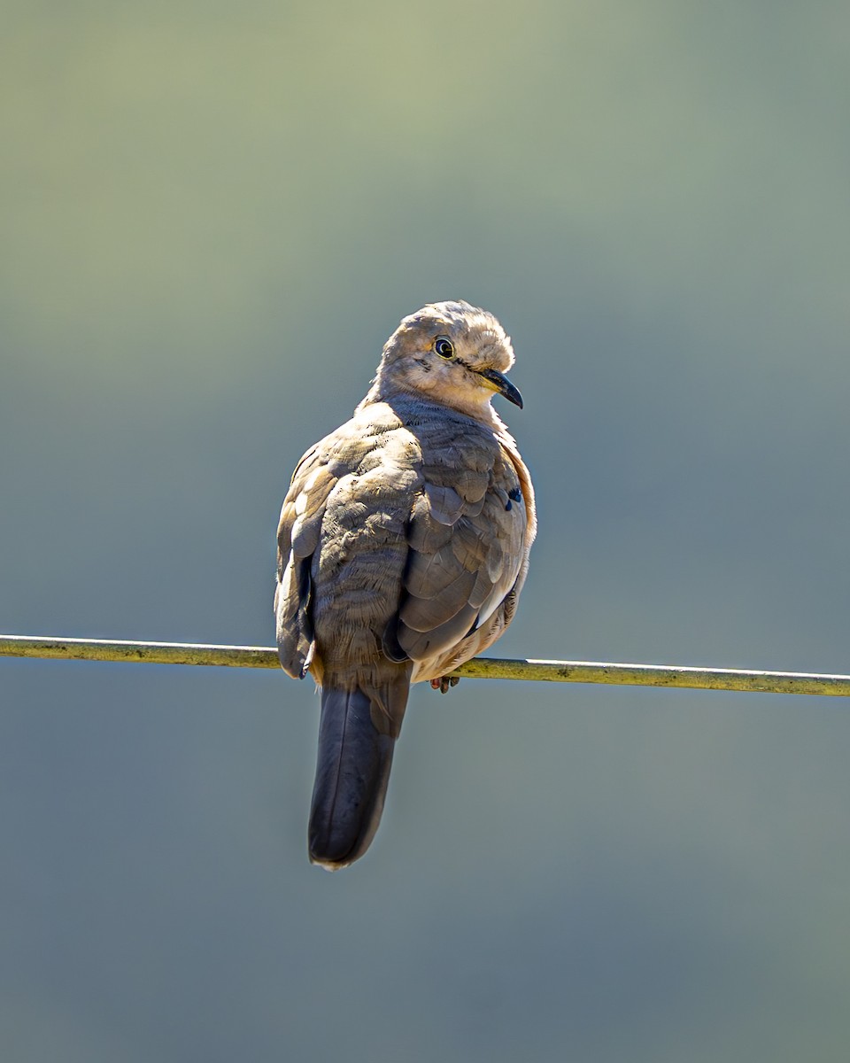 Picui Ground Dove - ML644612514