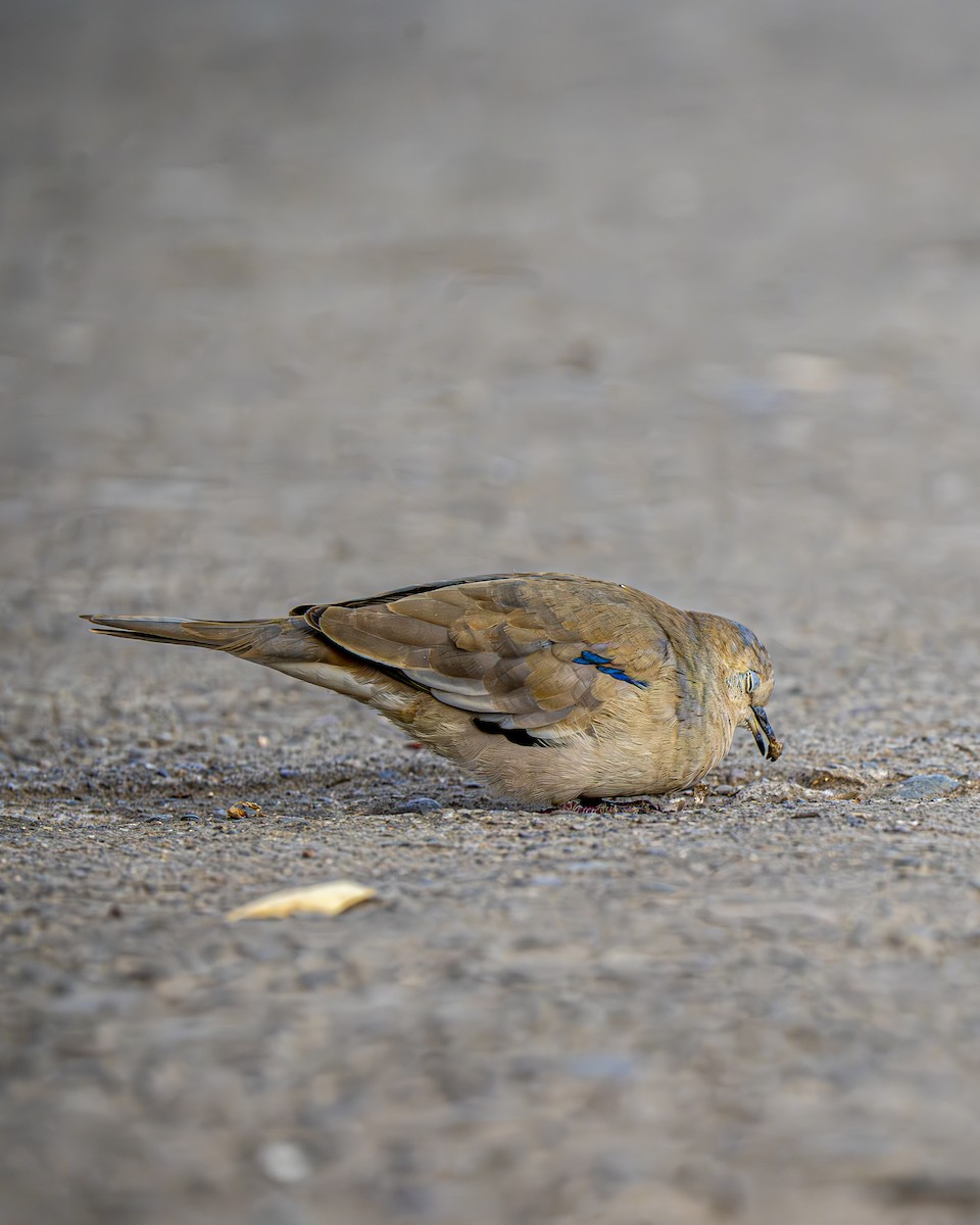 Picui Ground Dove - ML644612517