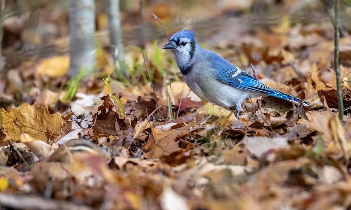Blue Jay - ML644612538