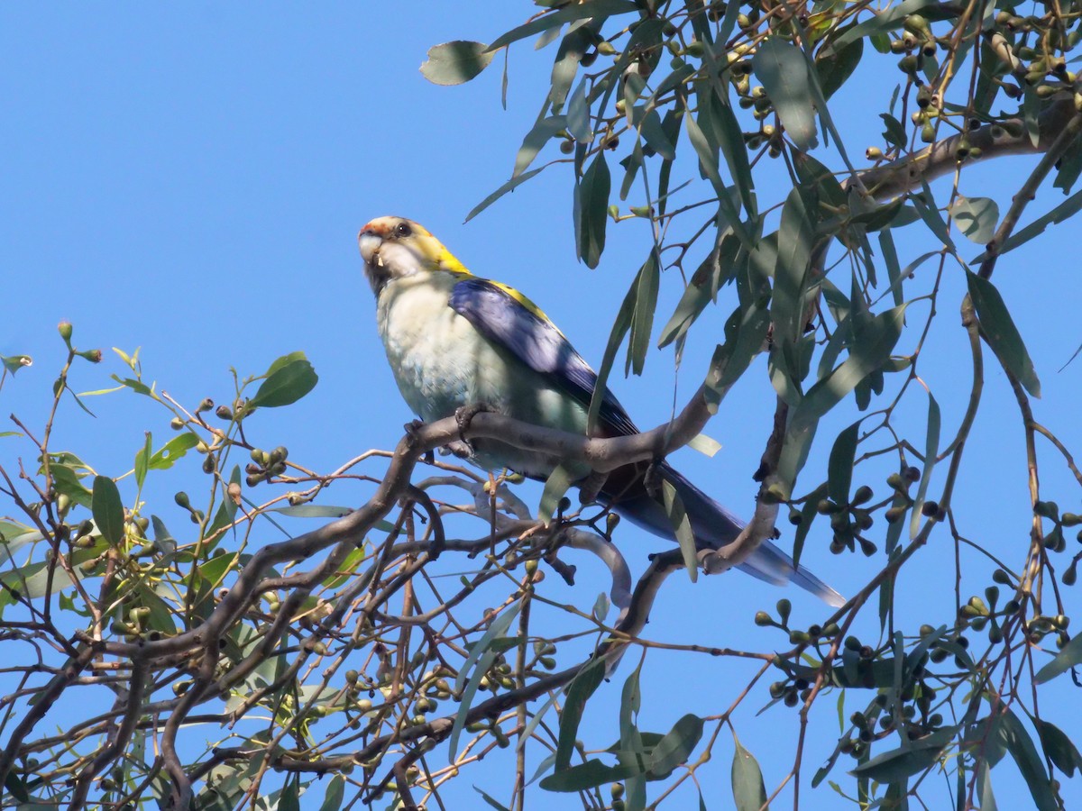 ホオアオサメクサインコ - ML644612539