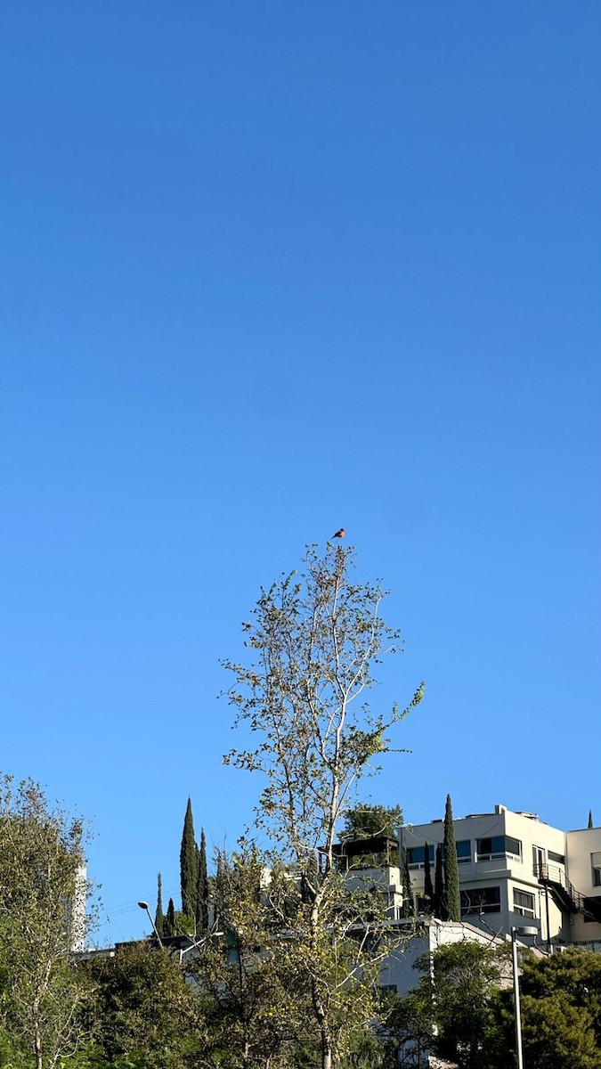 Vermilion Flycatcher - ML644612549