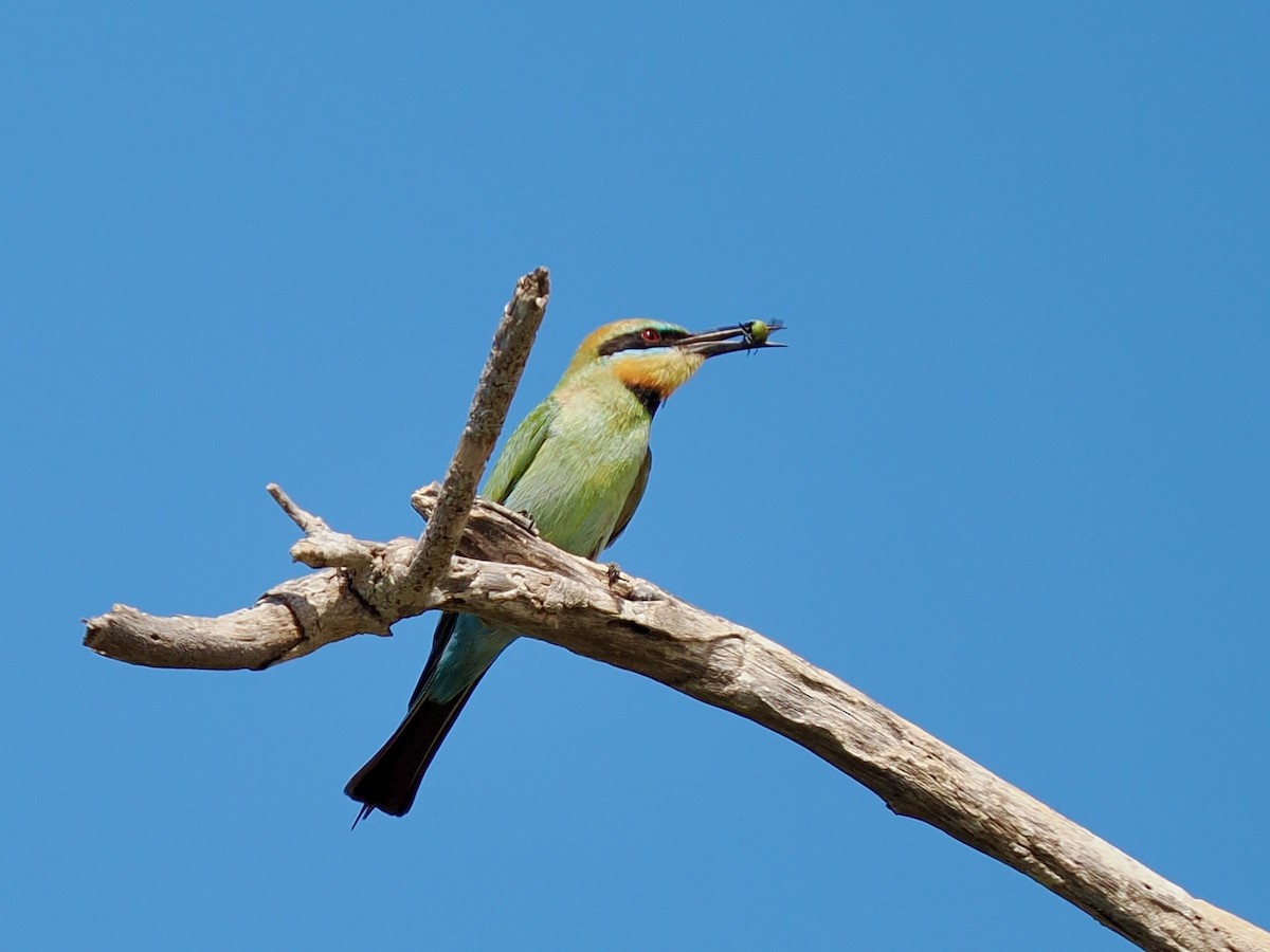 Regenbogenspint - ML644612553