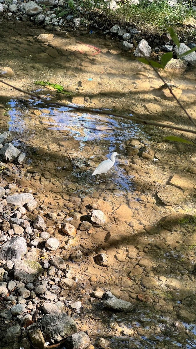 Snowy Egret - ML644612577