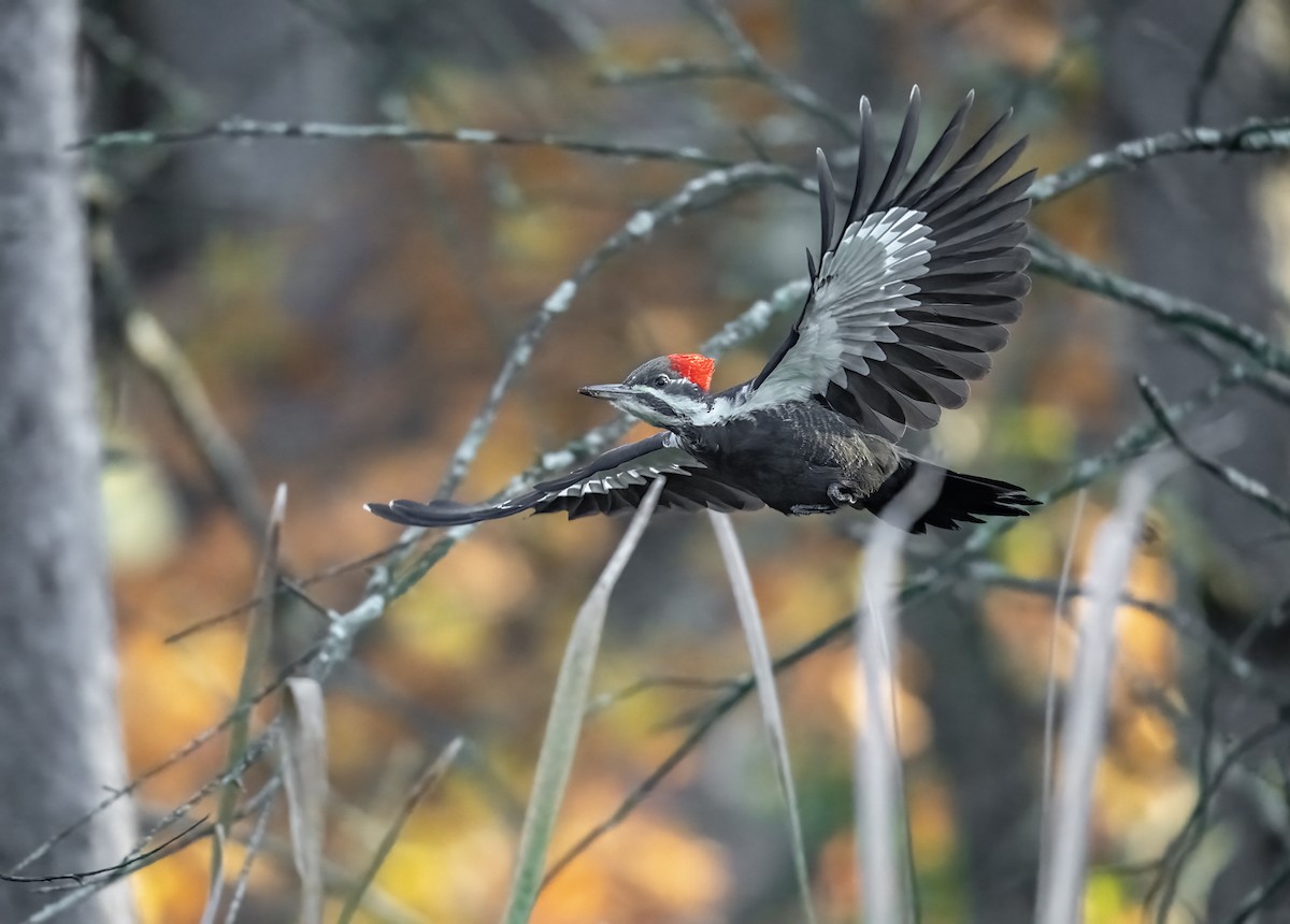 Хохлатая желна - ML644612586