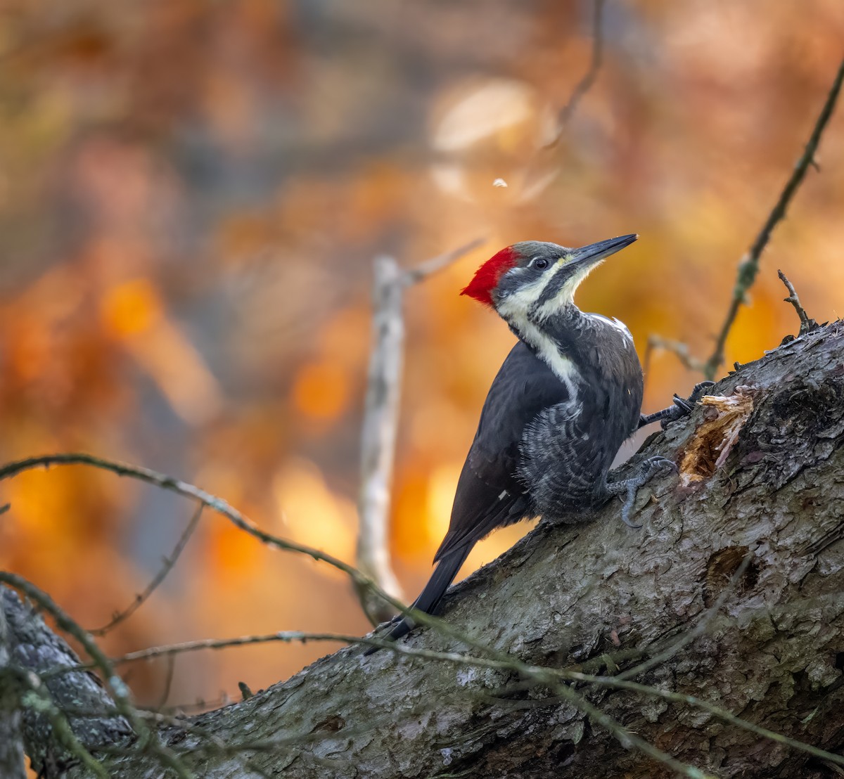 Хохлатая желна - ML644612587