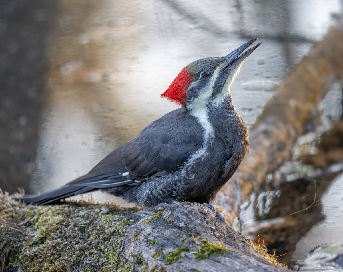 Хохлатая желна - ML644612589