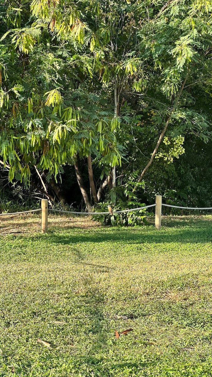 キバラオオタイランチョウ - ML644612593