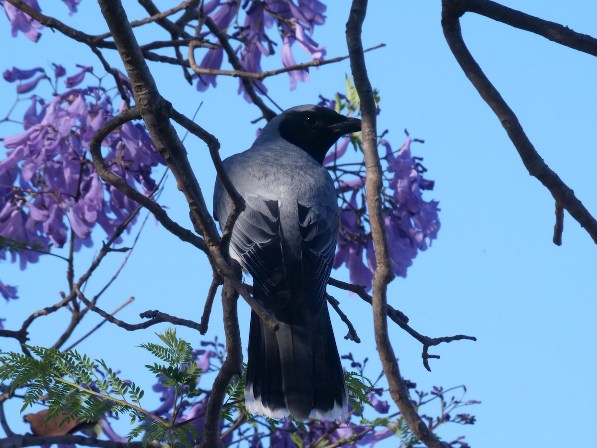 Black-faced Cuckooshrike - ML644612604