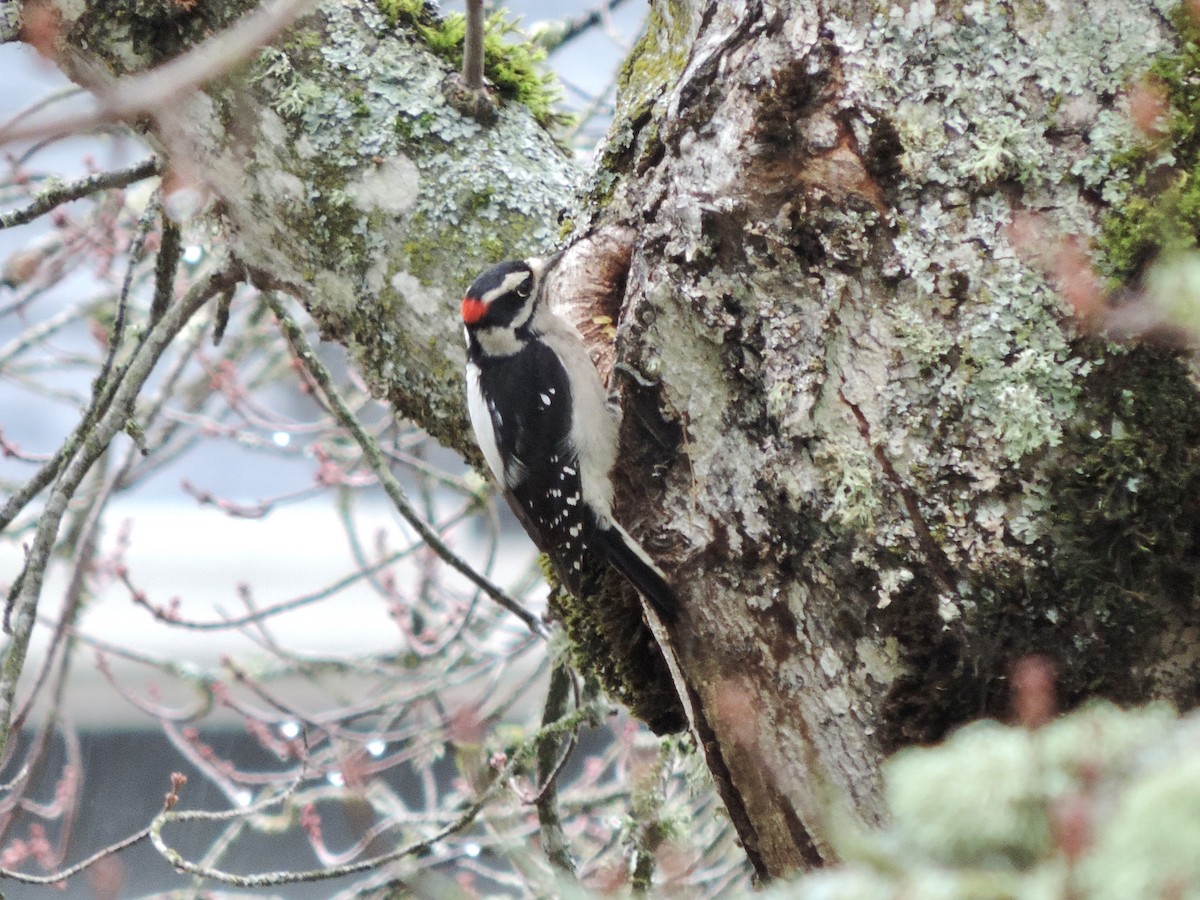 セジロコゲラ（gairdnerii／turati） - ML644612623