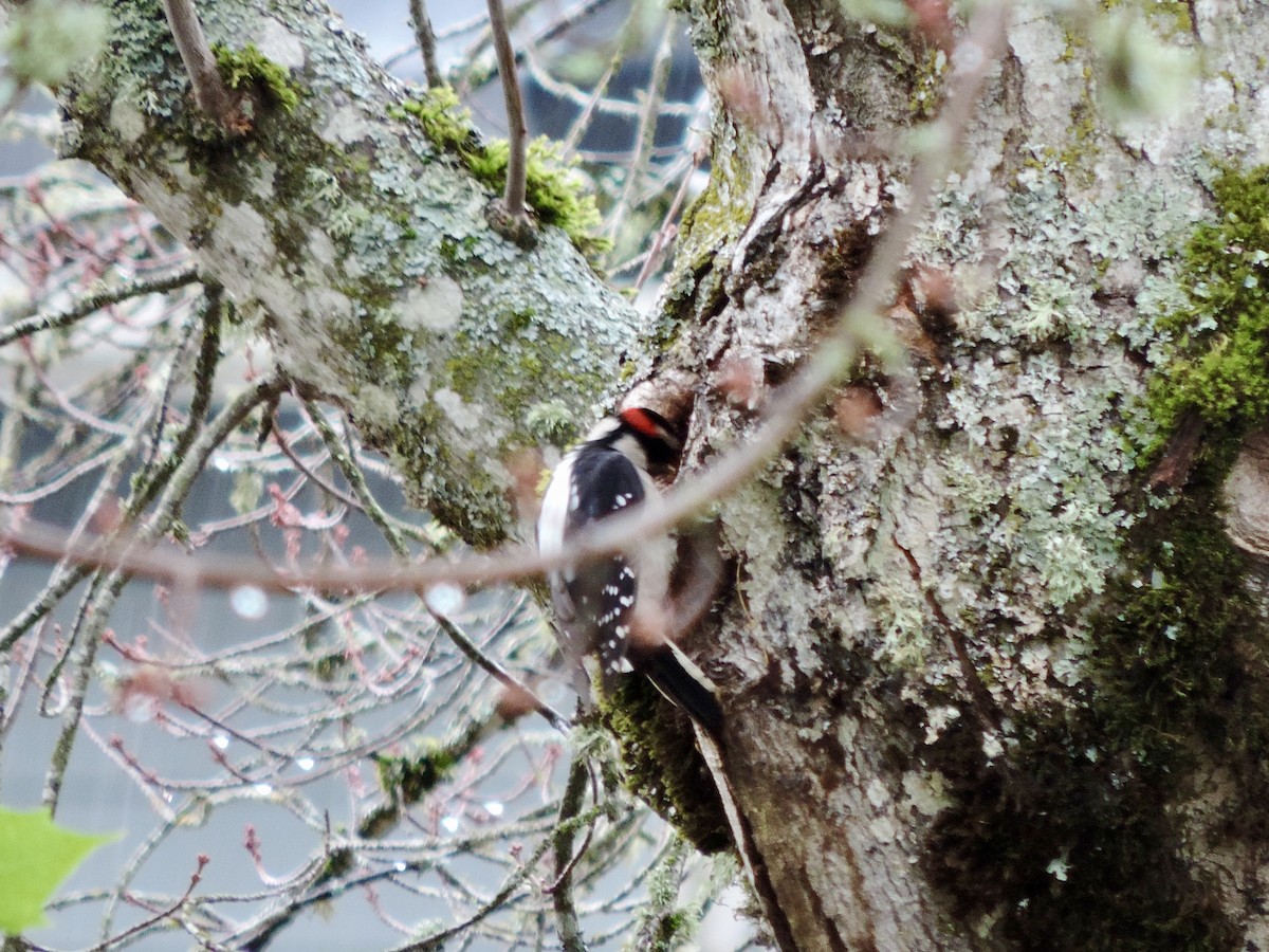 セジロコゲラ（gairdnerii／turati） - ML644612625