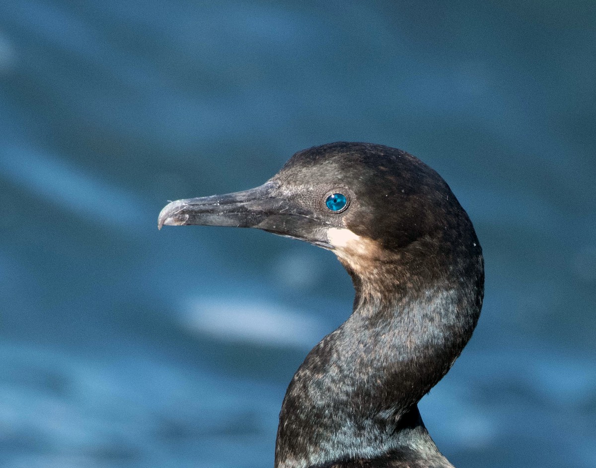 kormorán modrohrdlý - ML644612630