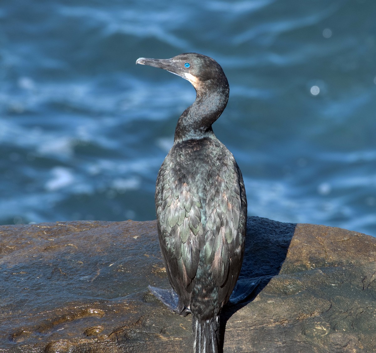 kormorán modrohrdlý - ML644612631