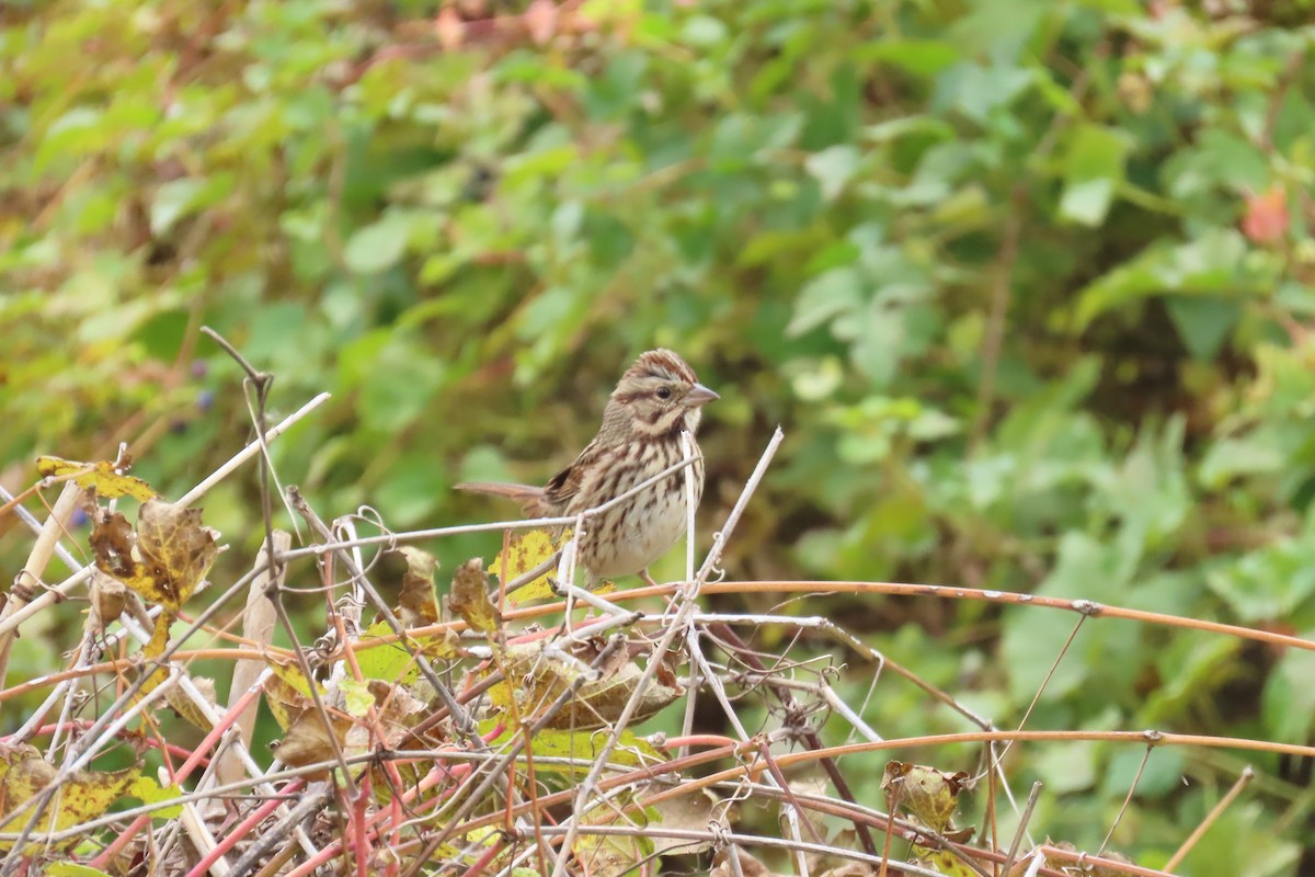 Song Sparrow - ML644612633