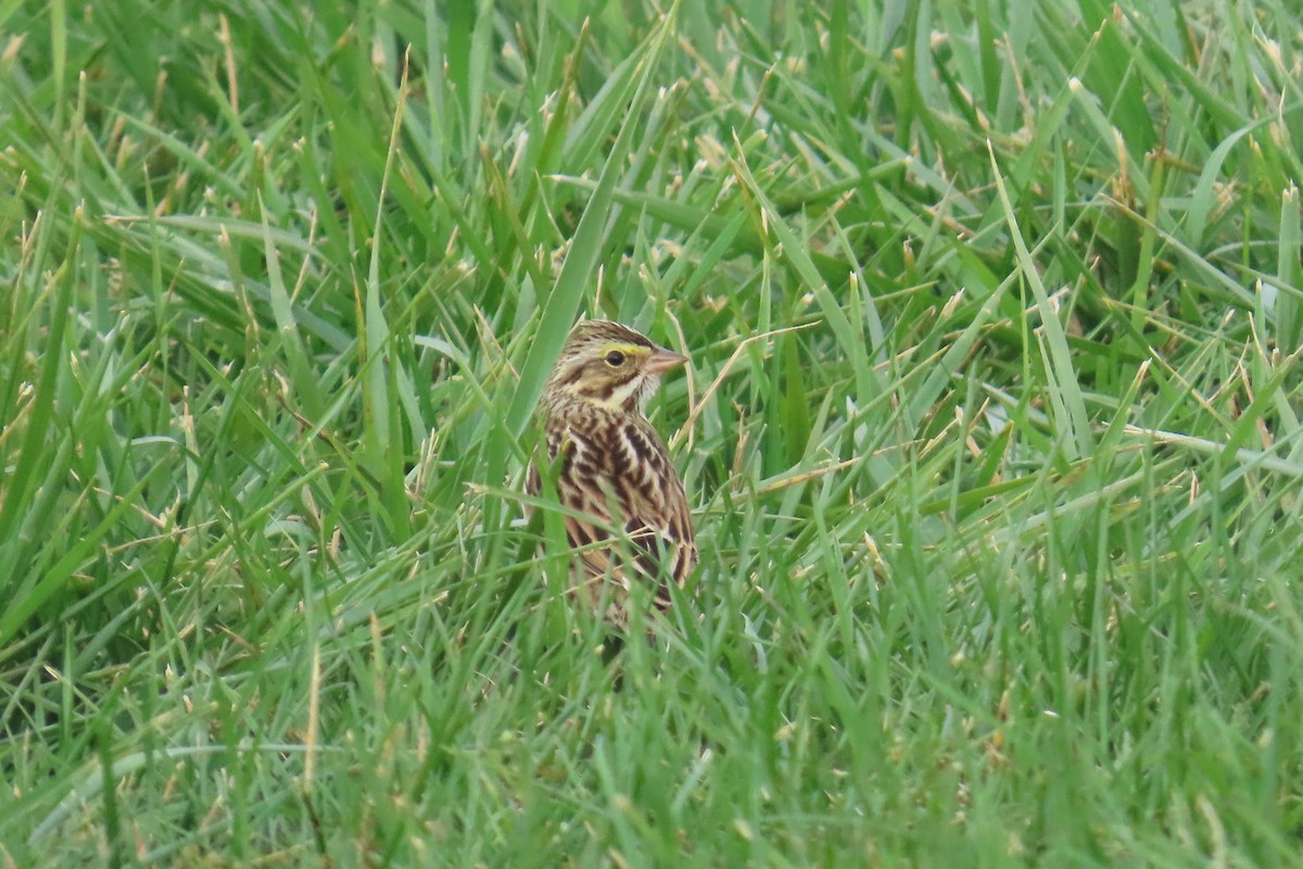 稀樹草鵐 - ML644612636