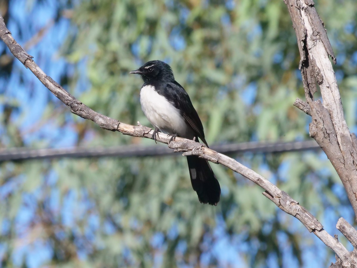 Willie-wagtail - ML644612651