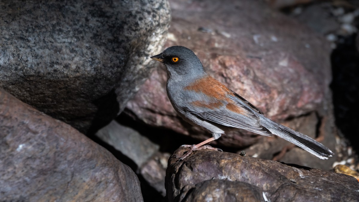 Yellow-eyed Junco - ML644612652