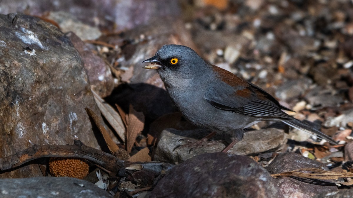 Yellow-eyed Junco - ML644612653