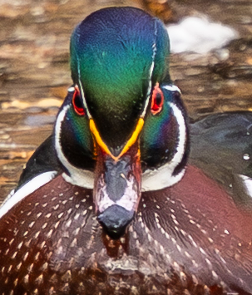 Wood Duck - ML644612655