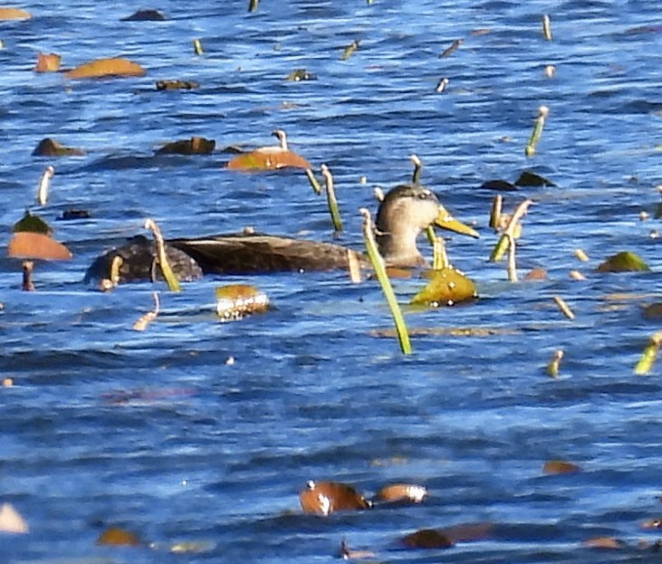 American Black Duck - ML644612656