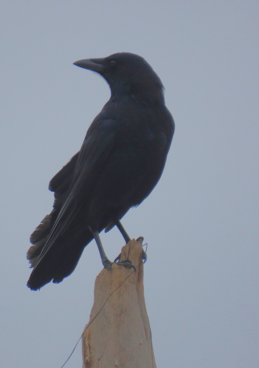 Common Raven - ML644612657