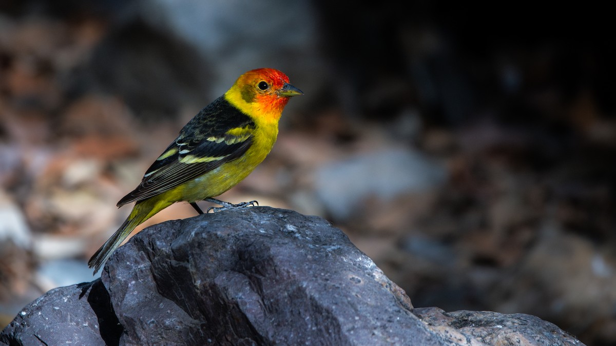 Western Tanager - ML644612659