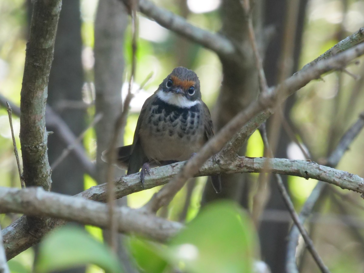 Australian Rufous Fantail - ML644612660