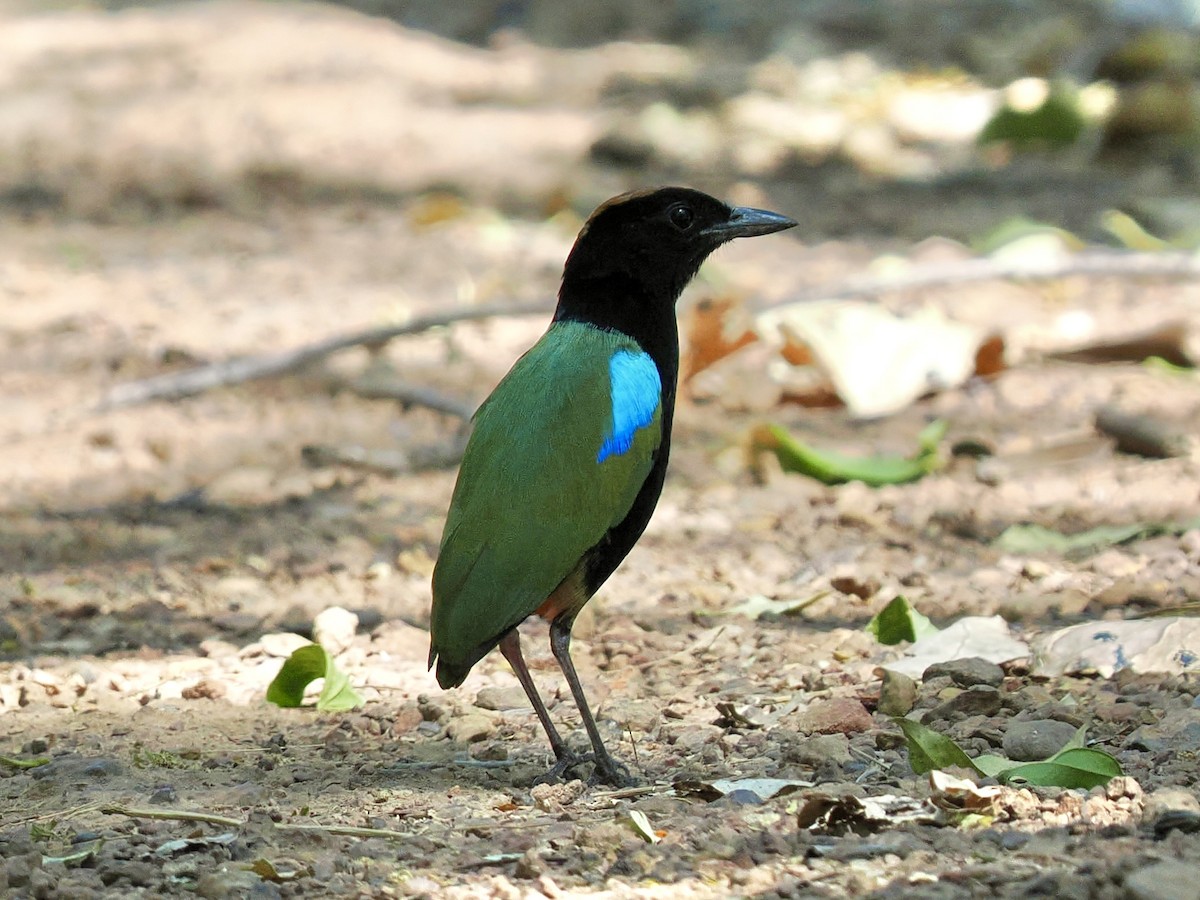 Rainbow Pitta - ML644612662