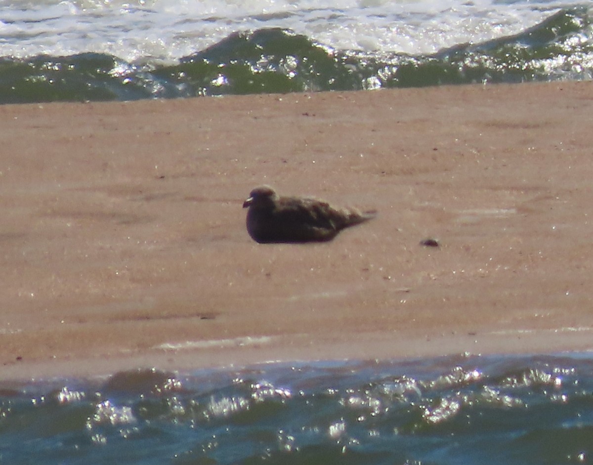 gull sp. - ML644612664