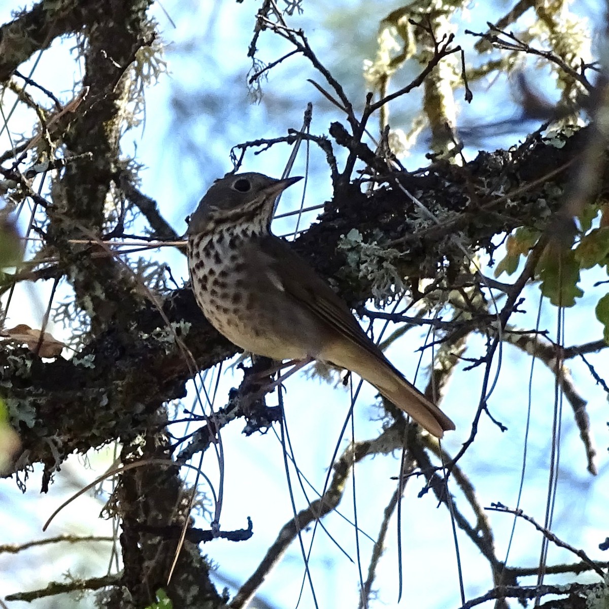 Hermit Thrush - ML644612666