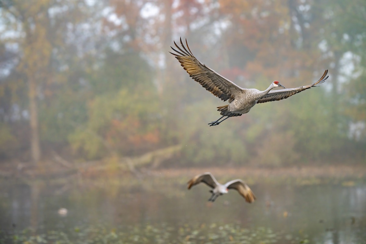 Sandhill Crane - ML644612668
