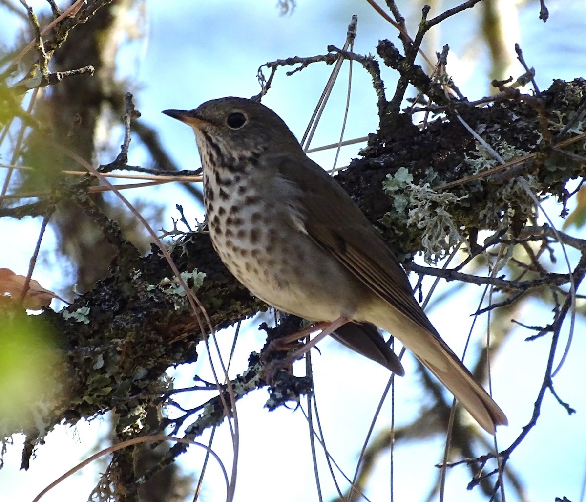 Hermit Thrush - ML644612670
