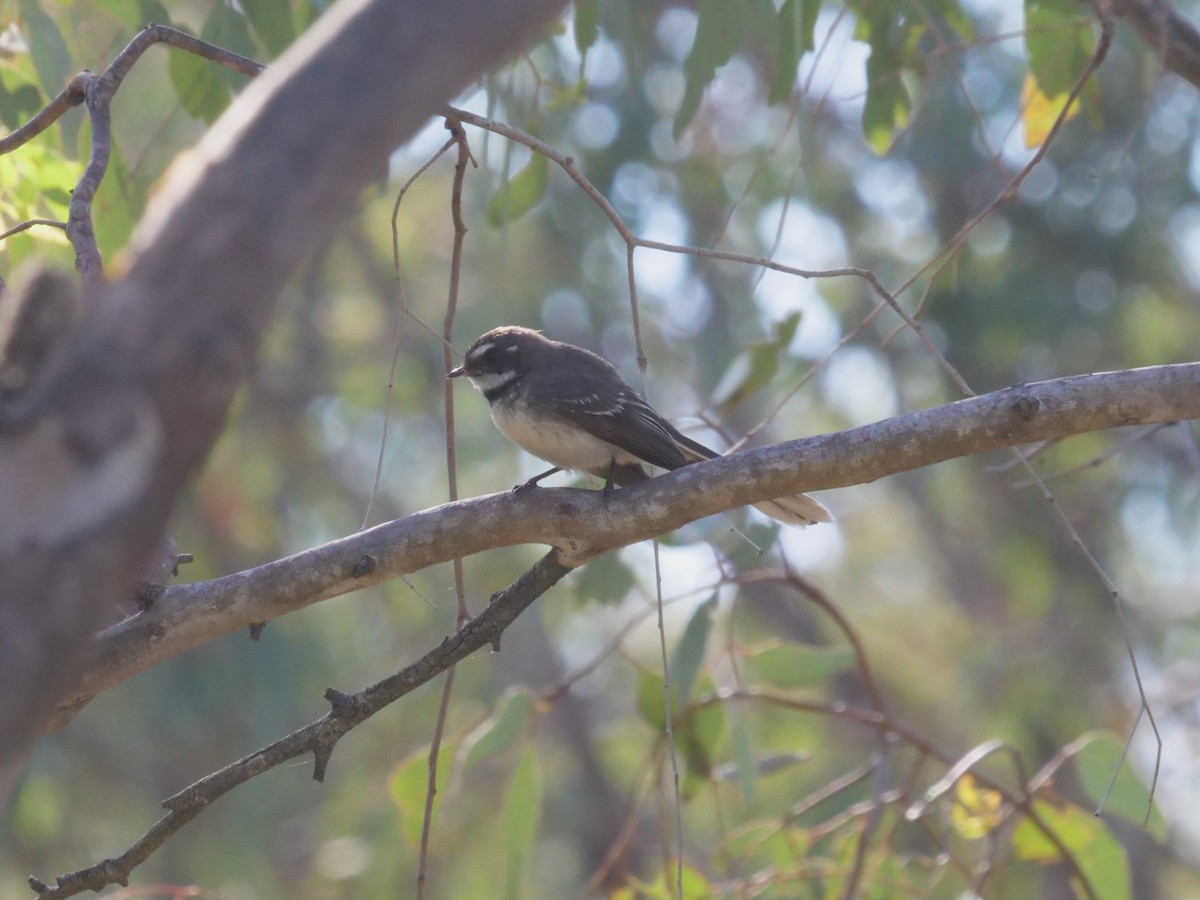 Gray Fantail - ML644612671