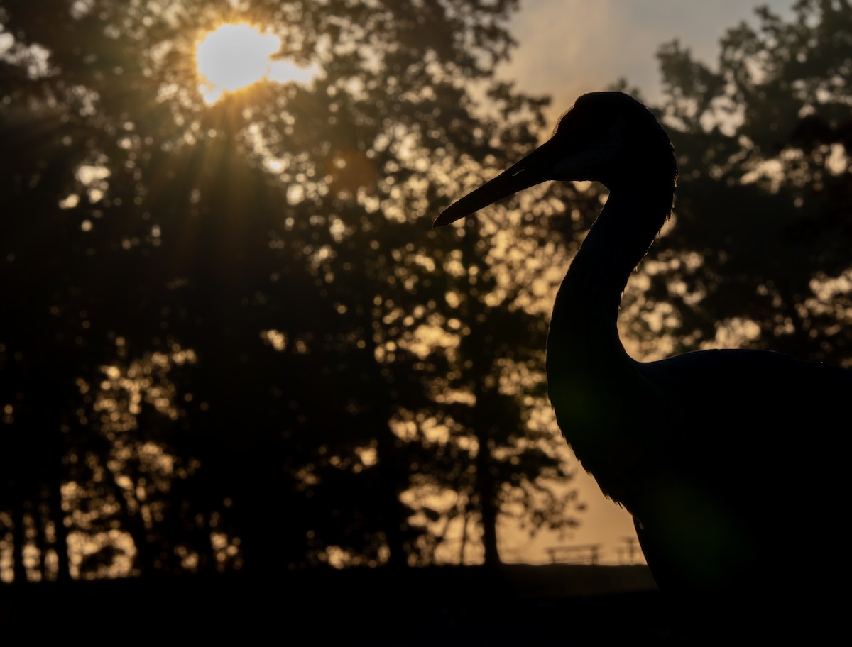 Sandhill Crane - ML644612672
