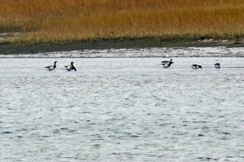 Brant - ML644612673