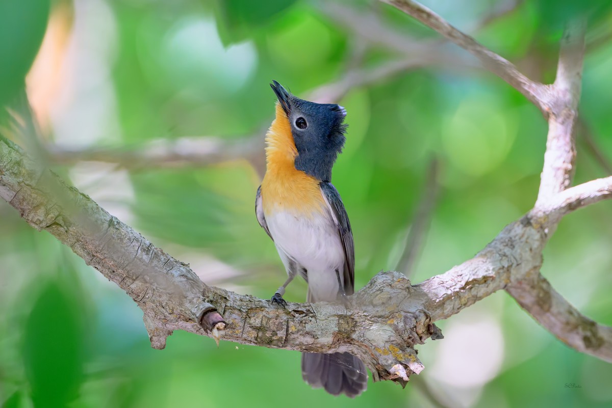 Broad-billed Flycatcher - ML644612674