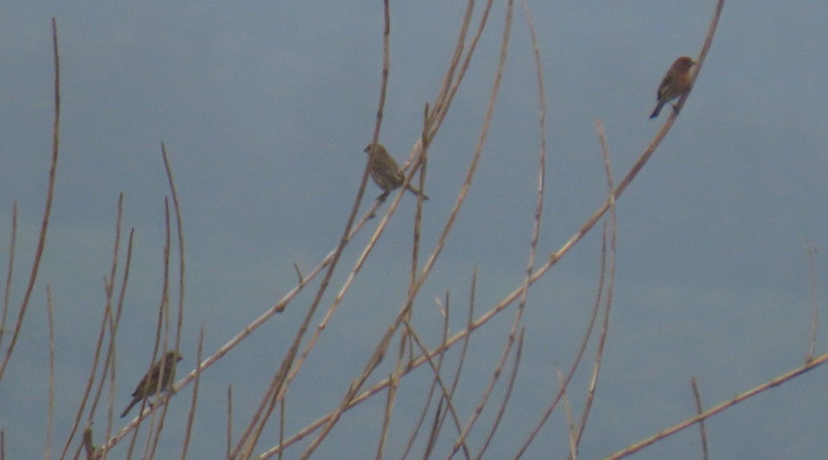 House Finch - ML644612677