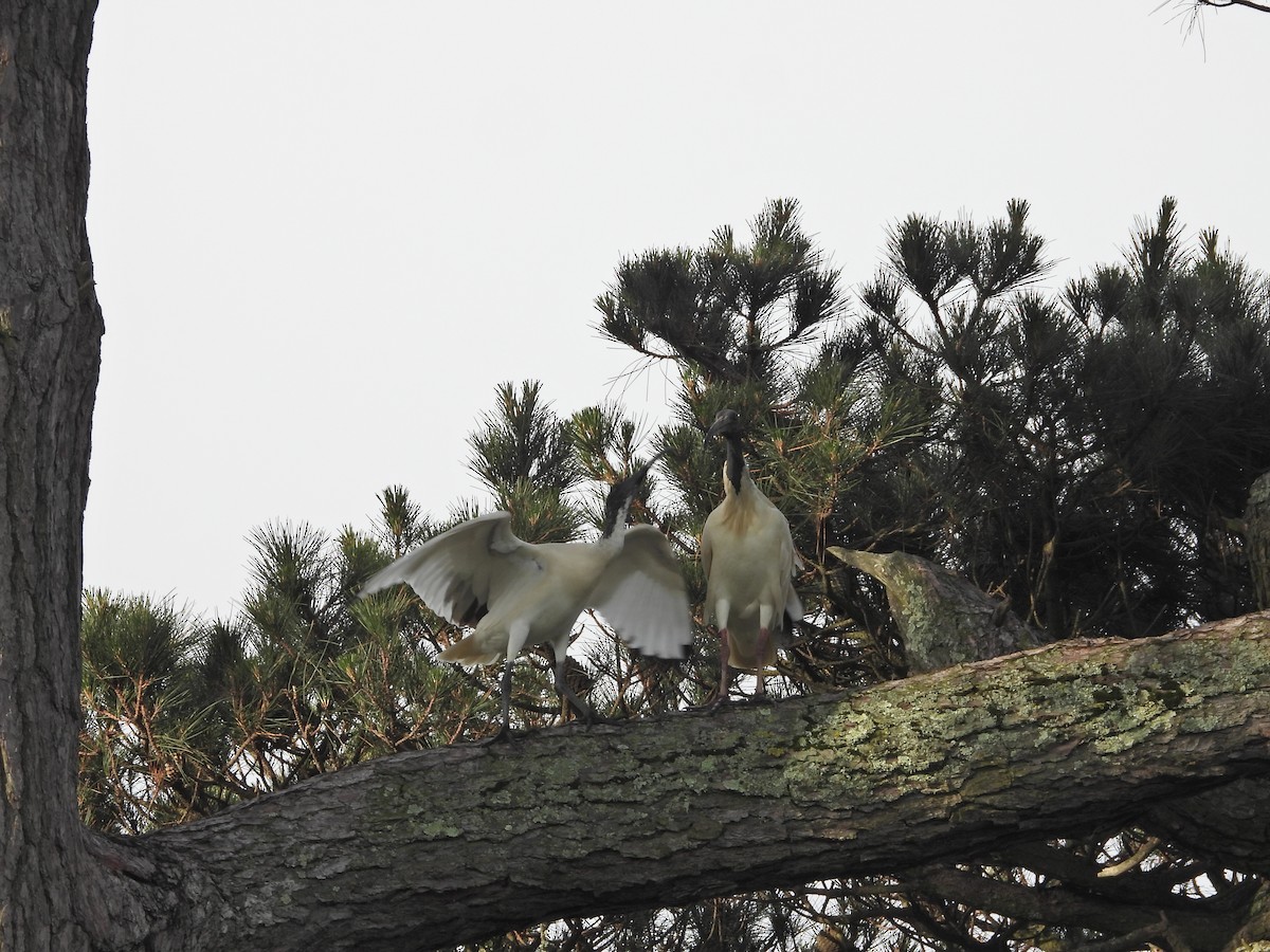 Australian Ibis - ML644612678