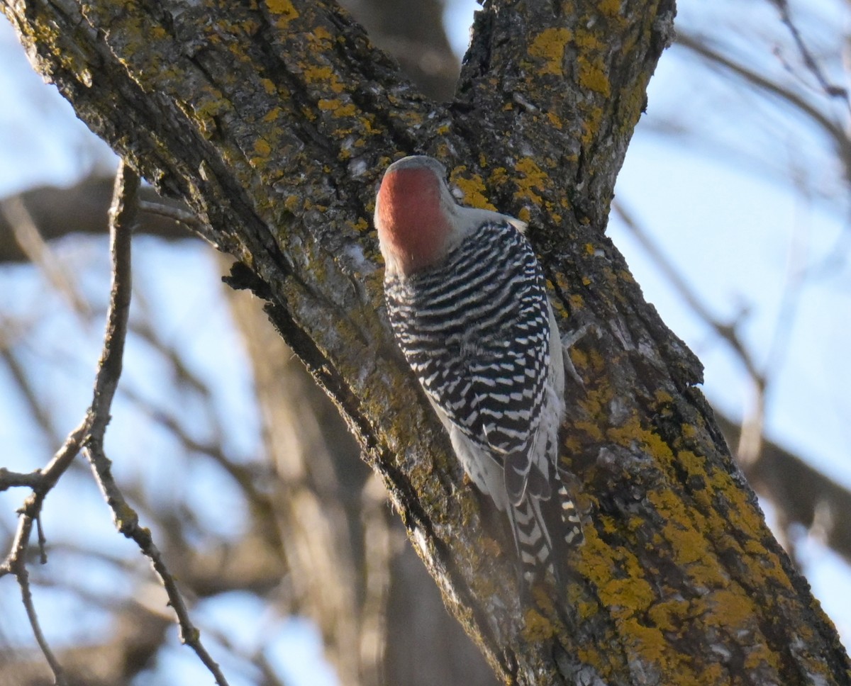 Red-bellied Woodpecker - ML644612680