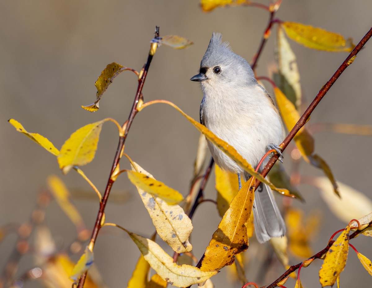 Tufted Titmouse - ML644612681