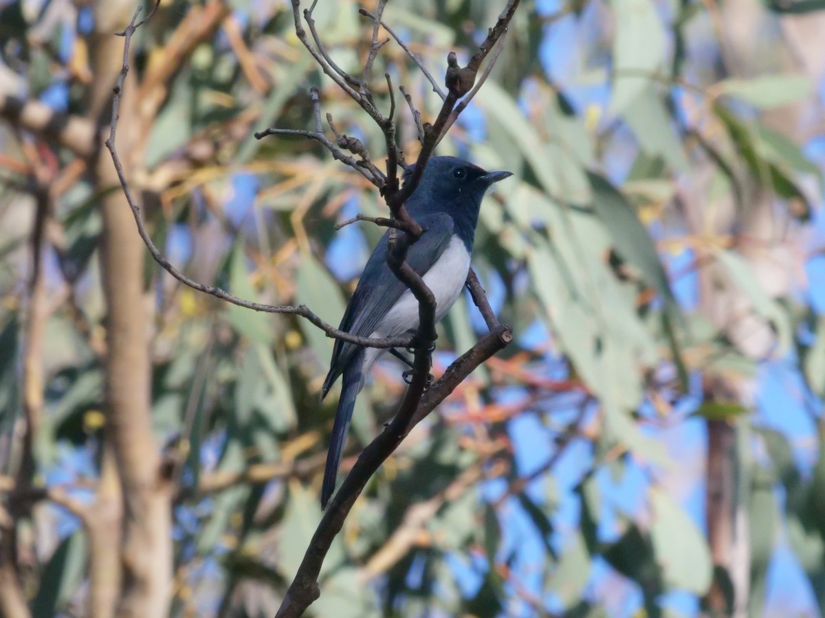 Leaden Flycatcher - ML644612682