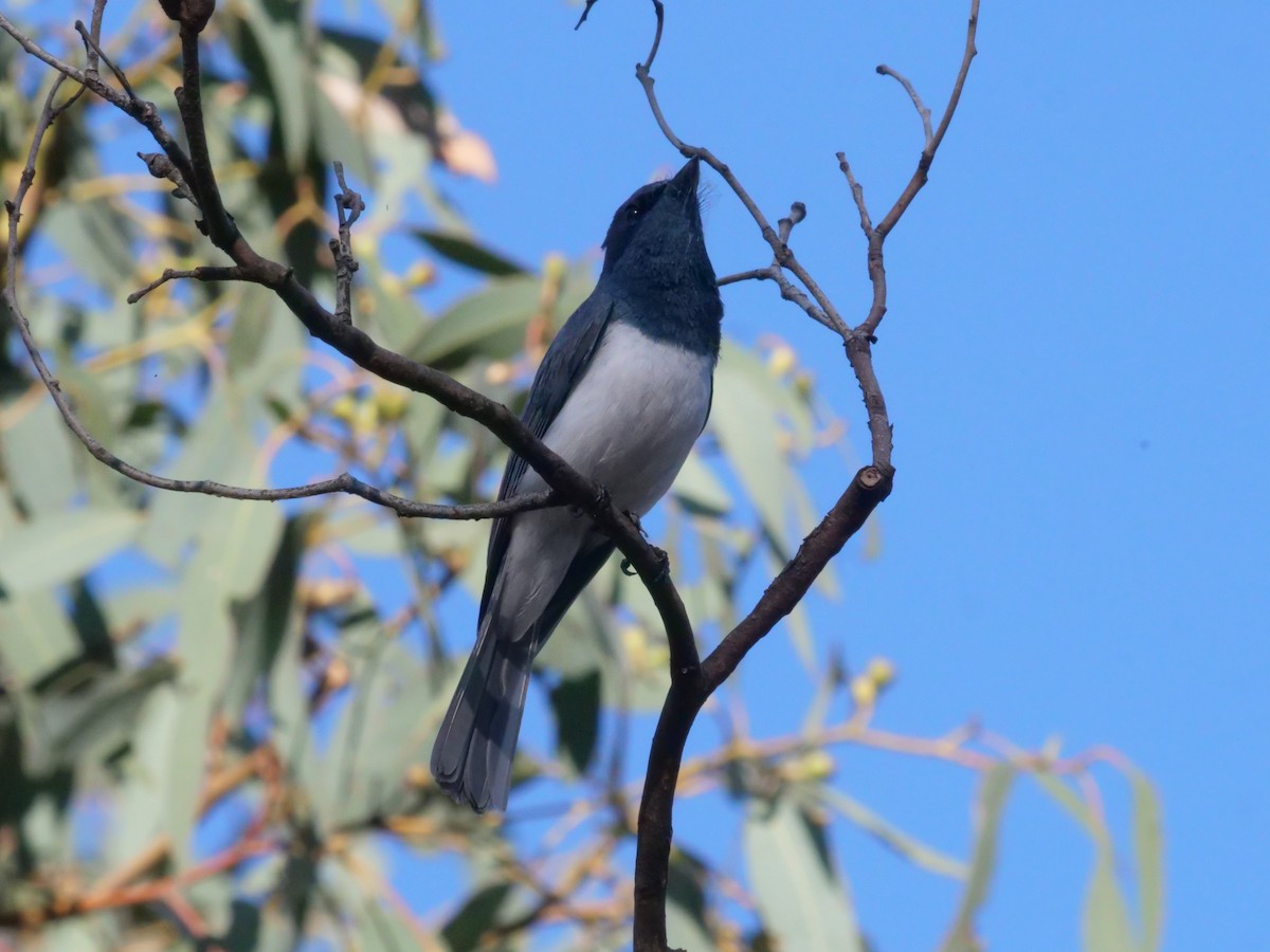 Leaden Flycatcher - ML644612683