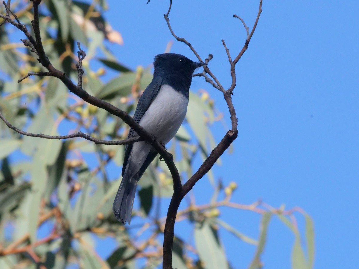 Leaden Flycatcher - ML644612684