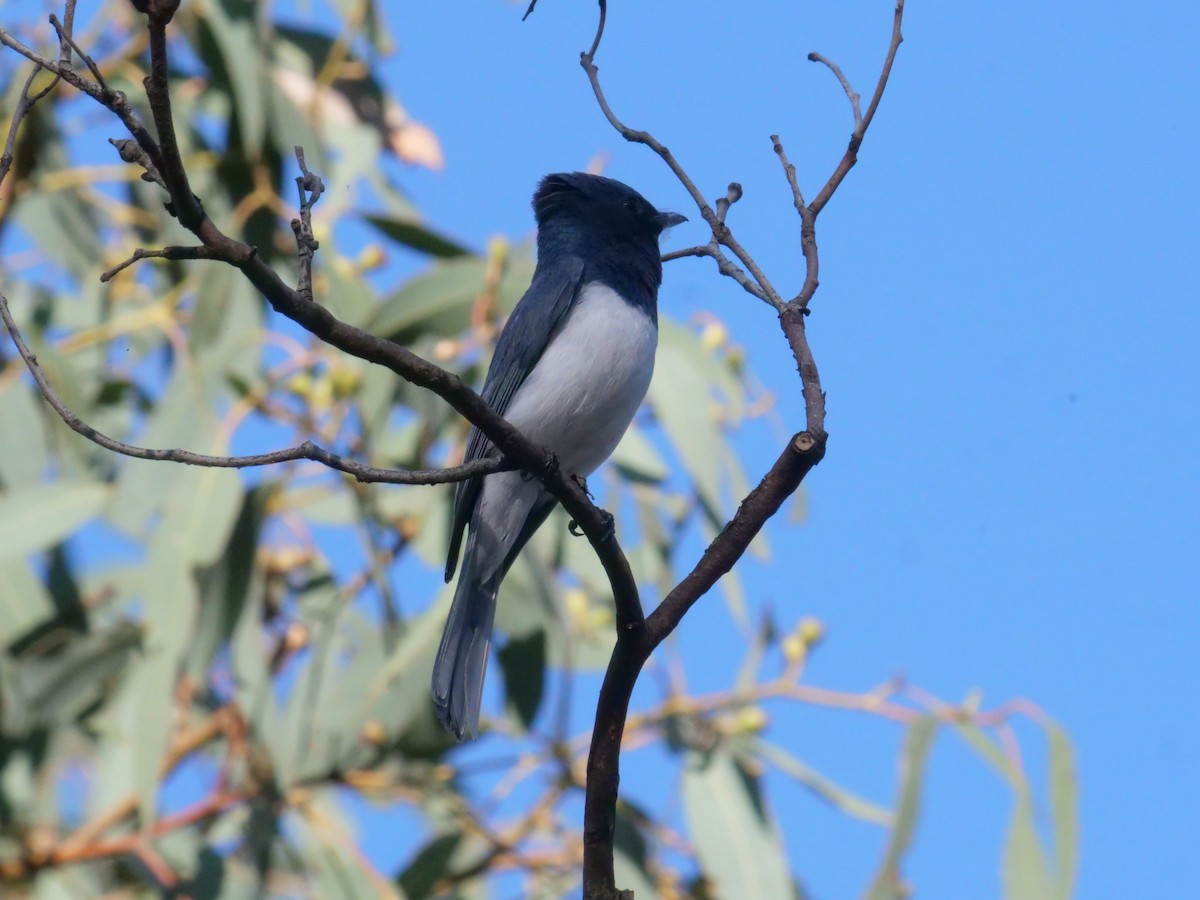 Leaden Flycatcher - ML644612685