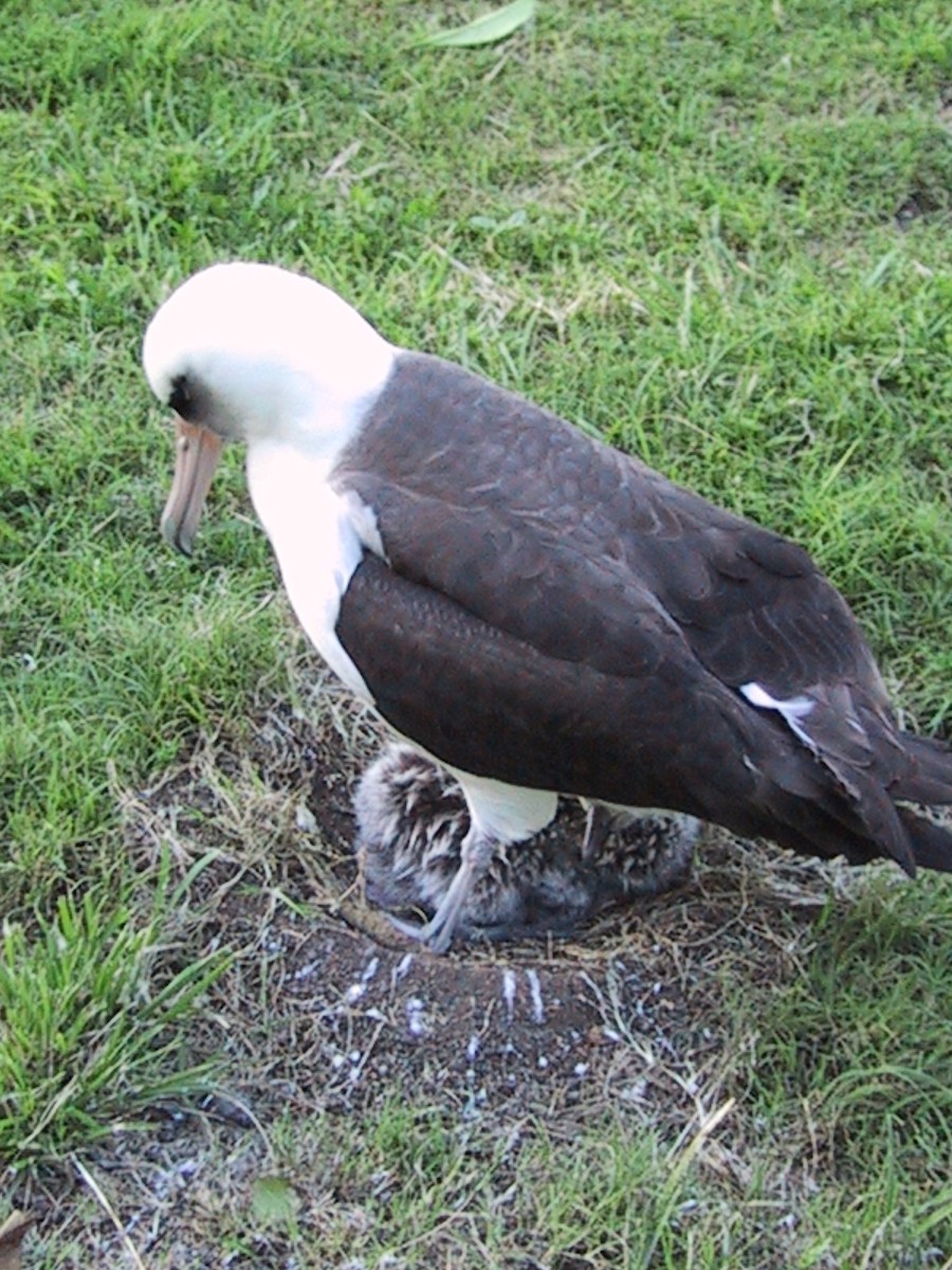 Laysan Albatross - ML644612686