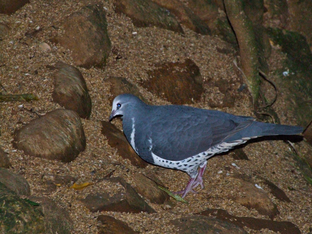 Wonga Pigeon - ML644612688