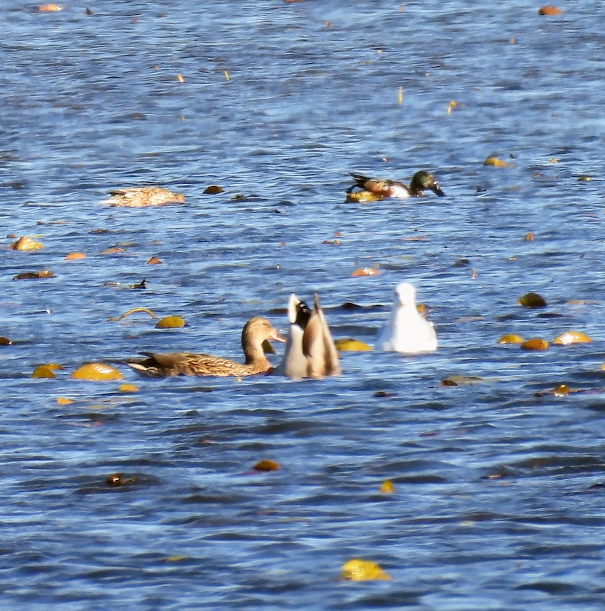 Canard souchet - ML644612694