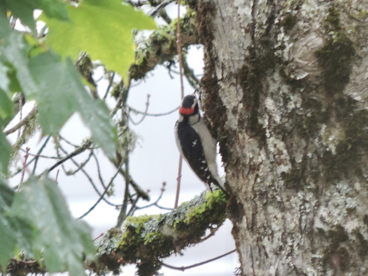 セジロコゲラ（gairdnerii／turati） - ML644612699