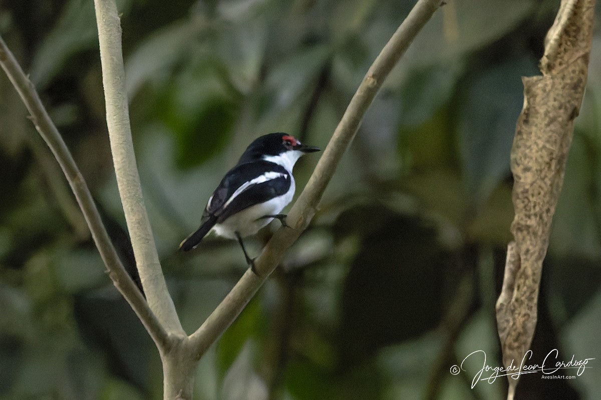 メガネヒタキ - ML644612702